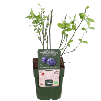 Hoogeveen Vaccinium Corymbosum 'Reka' - 45 cm, Ø13 cm