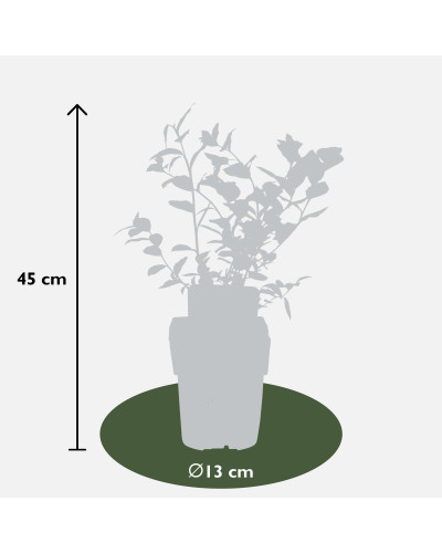 Hoogeveen Vaccinium Corymbosum 'Reka' - 45 cm, Ø13 cm