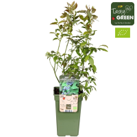 Hoogeveen Vaccinium Corymbosum 'Reka' - 45 cm, Ø13 cm