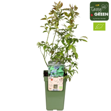 Hoogeveen Vaccinium Corymbosum 'Reka' - 45 cm, Ø13 cm