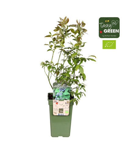 Hoogeveen Vaccinium Corymbosum 'Reka' - 45 cm, Ø13 cm