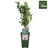 Hoogeveen Vaccinium Corymbosum 'Reka' - 45 cm, Ø13 cm