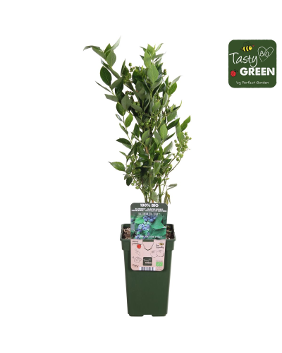 Hoogeveen Vaccinium Corymbosum 'Reka' - 45 cm, Ø13 cm