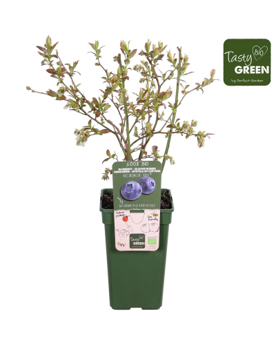 Hoogeveen Vaccinium Corymbosum 'Reka' - 45 cm, Ø13 cm