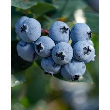 Hoogeveen Vaccinium Corymbosum 'Sunshine Blue' - 45 cm, Ø13 cm