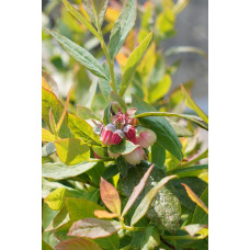 Hoogeveen Vaccinium Corymbosum 'Sunshine Blue' - 45 cm, Ø13 cm