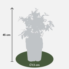 Hoogeveen Vaccinium Corymbosum 'Sunshine Blue' - 45 cm, Ø13 cm
