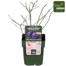 Hoogeveen Vaccinium Corymbosum 'Sunshine Blue' - 45 cm, Ø13 cm