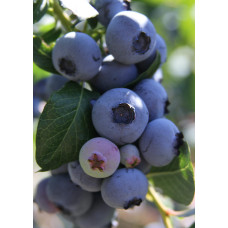 Hoogeveen Vaccinium Corymbosum 'Little Blue Wonder' - 45 cm, Ø13 cm