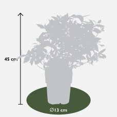 Hoogeveen Vaccinium Corymbosum 'Little Blue Wonder' - 45 cm, Ø13 cm