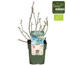Hoogeveen Vaccinium Corymbosum 'Little Blue Wonder' - 45 cm, Ø13 cm