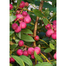 Hoogeveen Vaccinium Corymbosum 'Pink Lemonade' - 45 cm, Ø13 cm