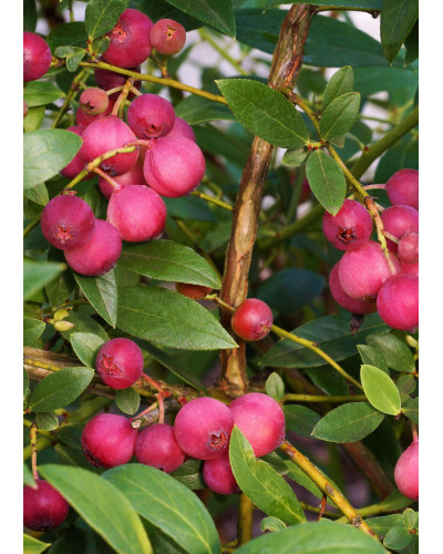 Hoogeveen Vaccinium Corymbosum 'Pink Lemonade' - 45 cm, Ø13 cm