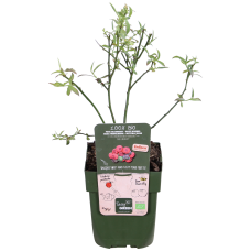 Hoogeveen Vaccinium Corymbosum 'Pink Lemonade' - 45 cm, Ø13 cm