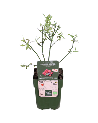 Hoogeveen Vaccinium Corymbosum 'Pink Lemonade' - 45 cm, Ø13 cm