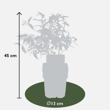 Hoogeveen Vaccinium Corymbosum 'Pink Lemonade' - 45 cm, Ø13 cm