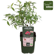 Hoogeveen Vaccinium Corymbosum 'Pink Lemonade' - 45 cm, Ø13 cm