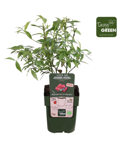 Hoogeveen Vaccinium Corymbosum 'Pink Lemonade' - 45 cm, Ø13 cm