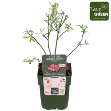 Hoogeveen Vaccinium Corymbosum 'Pink Lemonade' - 45 cm, Ø13 cm