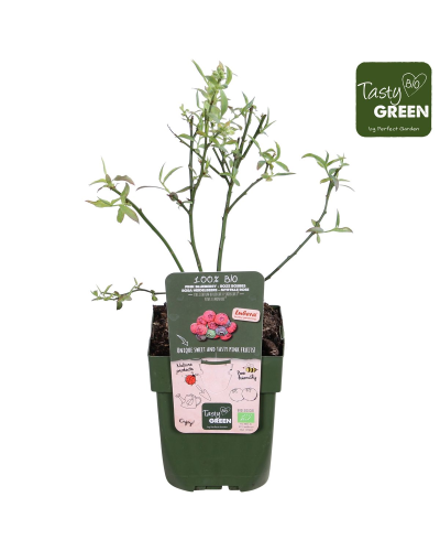 Hoogeveen Vaccinium Corymbosum 'Pink Lemonade' - 45 cm, Ø13 cm