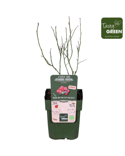 Hoogeveen Vaccinium Corymbosum 'Pink Lemonade' - 45 cm, Ø13 cm