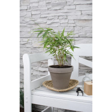 Hoogeveen Fargesia Robusta 'Pingwu' - 40 cm, Ø14 cm