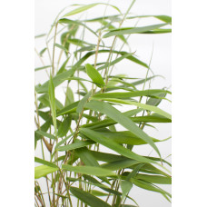 Hoogeveen Fargesia Robusta 'Pingwu' - 40 cm, Ø14 cm