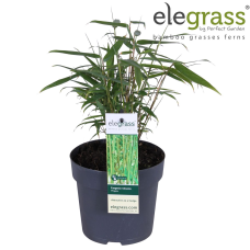 Hoogeveen Fargesia Robusta 'Pingwu' - 40 cm, Ø14 cm