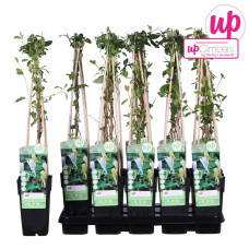 Hoogeveen Lonicera Japonica Halliana- 65 cm, Ø 15 cm