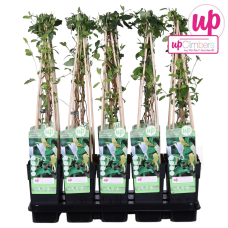 Hoogeveen Lonicera Japonica Halliana- 65 cm, Ø 15 cm