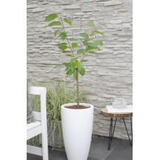 Hoogeveen Prunus Avium 'Bigarreau Napoléon' - 100 cm, Ø23 cm