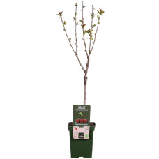 Hoogeveen Prunus Avium 'Bigarreau Napoléon' - 100 cm, Ø23 cm