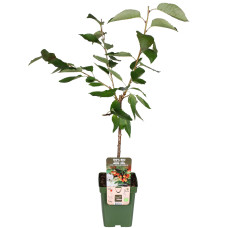 Hoogeveen Prunus Avium 'Bigarreau Napoléon' - 100 cm, Ø23 cm