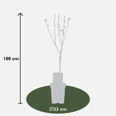 Hoogeveen Prunus Avium 'Bigarreau Napoléon' - 100 cm, Ø23 cm