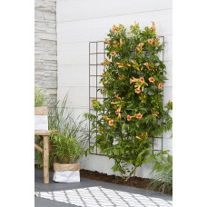 Hoogeveen Campsis 'Indian Summer' - 65 cm, Ø15 cm