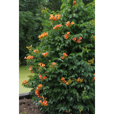 Hoogeveen Campsis 'Indian Summer' - 65 cm, Ø15 cm