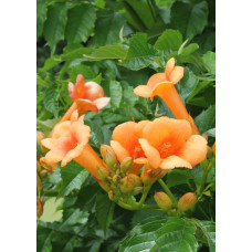 Hoogeveen Campsis 'Indian Summer' - 65 cm, Ø15 cm