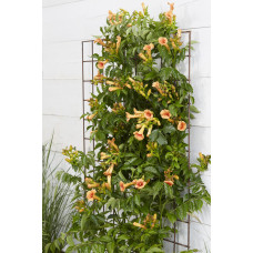 Hoogeveen Campsis 'Indian Summer' - 65 cm, Ø15 cm