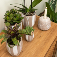 Kolibri Echeveria Miranda - Ø 9 cm