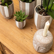 Kolibri Echeveria Miranda - Ø 9 cm