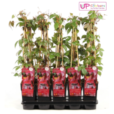 Hoogeveen Parthenocissus Tricuspidata 'Veitch Boskoop' - 65 cm, Ø15 cm