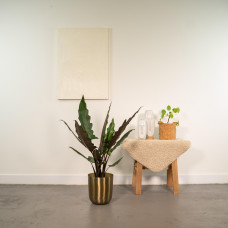 Meergroothandel Alocasia Lauterbachiana - 80 cm, Ø19 cm