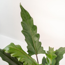 Meergroothandel Alocasia Lauterbachiana - 80 cm, Ø19 cm