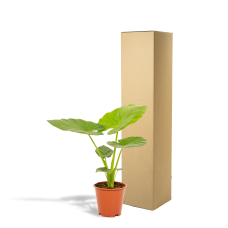 Meergroothandel Alocasia Macrorrhiza - 70 cm, Ø19 cm