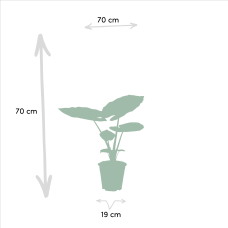 Meergroothandel Alocasia Macrorrhiza - 70 cm, Ø19 cm