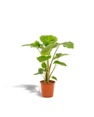 Meergroothandel Alocasia Portodora - 80 cm, Ø21 cm
