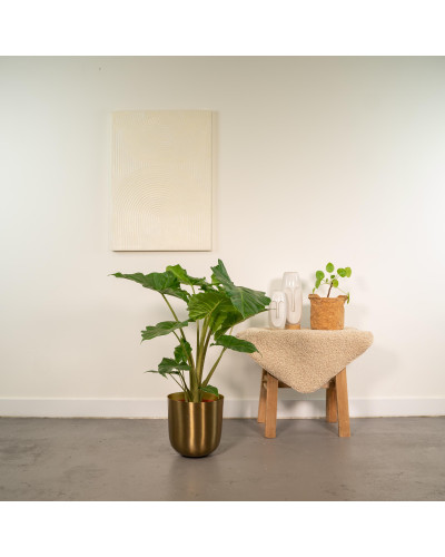 Meergroothandel Alocasia Portodora - 80 cm, Ø21 cm