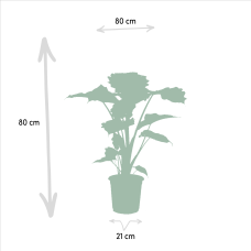 Meergroothandel Alocasia Portodora - 80 cm, Ø21 cm