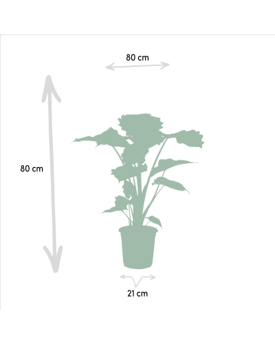 Meergroothandel Alocasia Portodora - 80 cm, Ø21 cm