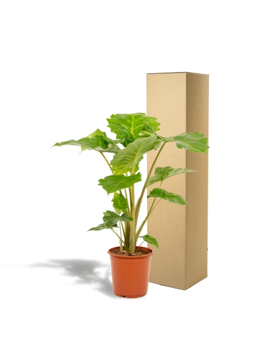 Meergroothandel Alocasia Portodora - 80 cm, Ø21 cm